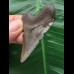 5,5 cm brauner Zahn des Megalodon