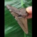 5,5 cm brauner Zahn des Megalodon