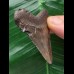 5,5 cm brauner Zahn des Megalodon