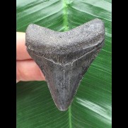6,3 cm gemusterter Zahn des Megalodon
