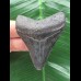 6,3 cm gemusterter Zahn des Megalodon