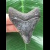 6,3 cm gemusterter Zahn des Megalodon