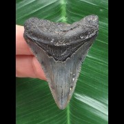 5,1 cm dolchförmiger Zahn des Megalodon