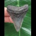 5,1 cm dolchförmiger Zahn des Megalodon