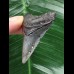 5,1 cm dolchförmiger Zahn des Megalodon