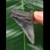 5,1 cm dolchförmiger Zahn des Megalodon