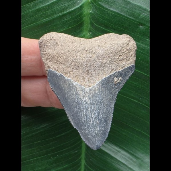 5,2 cm hellblauer Zahn des Megalodon aus dem Bone Valley 5,2 cm hellblauer Zahn des Megalodon aus dem Bone Valley