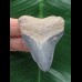 5,2 cm hellblauer Zahn des Megalodon aus dem Bone Valley 5,2 cm hellblauer Zahn des Megalodon aus dem Bone Valley