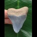 5,2 cm hellblauer Zahn des Megalodon aus dem Bone Valley 5,2 cm hellblauer Zahn des Megalodon aus dem Bone Valley