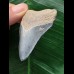 5,2 cm hellblauer Zahn des Megalodon aus dem Bone Valley 5,2 cm hellblauer Zahn des Megalodon aus dem Bone Valley