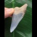 5,2 cm hellblauer Zahn des Megalodon aus dem Bone Valley 5,2 cm hellblauer Zahn des Megalodon aus dem Bone Valley
