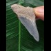 5,2 cm hellblauer Zahn des Megalodon aus dem Bone Valley 5,2 cm hellblauer Zahn des Megalodon aus dem Bone Valley