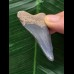 5,2 cm hellblauer Zahn des Megalodon aus dem Bone Valley 5,2 cm hellblauer Zahn des Megalodon aus dem Bone Valley