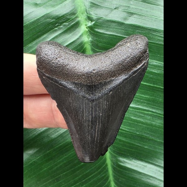 5,7 cm dunkler Zahn des Megalodon 5,7 cm dunkler Zahn des Megalodon