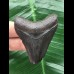 5,7 cm dunkler Zahn des Megalodon 5,7 cm dunkler Zahn des Megalodon