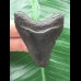 5,7 cm dunkler Zahn des Megalodon 5,7 cm dunkler Zahn des Megalodon