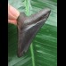 5,7 cm dunkler Zahn des Megalodon 5,7 cm dunkler Zahn des Megalodon