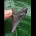 5,7 cm dunkler Zahn des Megalodon 5,7 cm dunkler Zahn des Megalodon