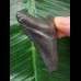 5,7 cm dunkler Zahn des Megalodon 5,7 cm dunkler Zahn des Megalodon