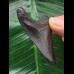 5,7 cm dunkler Zahn des Megalodon 5,7 cm dunkler Zahn des Megalodon