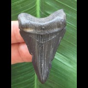 5,1 cm schwarzer dolchförmiger Zahn des Megalodon