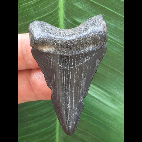 5,1 cm schwarzer dolchförmiger Zahn des Megalodon