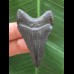 5,1 cm schwarzer dolchförmiger Zahn des Megalodon