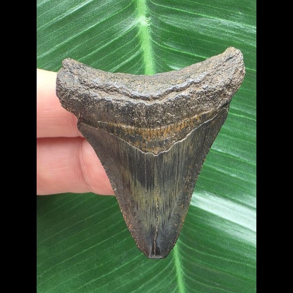 5,3 cm dunkler Zahn des Megalodon 5,3 cm dunkler Zahn des Megalodon