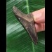 5,3 cm dunkler Zahn des Megalodon 5,3 cm dunkler Zahn des Megalodon