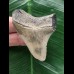 4,5 cm heller Zahn des Megalodon