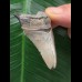 4,5 cm heller Zahn des Megalodon