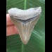 5,6 cm dolchförmiger Zahn des Megalodon 5,6 cm dolchförmiger Zahn des Megalodon
