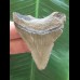 5,6 cm dolchförmiger Zahn des Megalodon 5,6 cm dolchförmiger Zahn des Megalodon