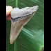 5,6 cm dolchförmiger Zahn des Megalodon 5,6 cm dolchförmiger Zahn des Megalodon