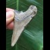 5,6 cm dolchförmiger Zahn des Megalodon 5,6 cm dolchförmiger Zahn des Megalodon