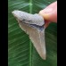 5,6 cm dolchförmiger Zahn des Megalodon 5,6 cm dolchförmiger Zahn des Megalodon