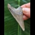 5,6 cm dolchförmiger Zahn des Megalodon 5,6 cm dolchförmiger Zahn des Megalodon
