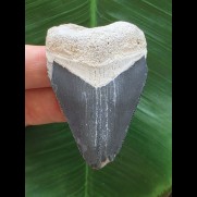 5,5 cm blauer Zahn des Megalodon aus dem Bone Valley