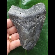 11,6 cm schwarzer Zahn des Megalodon [TZ264]