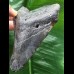 11,6 cm schwarzer Zahn des Megalodon [TZ264]