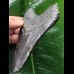 11,6 cm schwarzer Zahn des Megalodon [TZ264]
