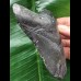 11,6 cm schwarzer Zahn des Megalodon [TZ264]
