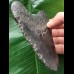 11,6 cm schwarzer Zahn des Megalodon [TZ264]