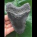 11,6 cm schwarzer Zahn des Megalodon [TZ264]