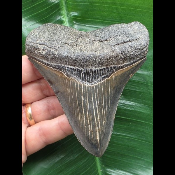 10,3 cm  dunkler blauer Zahn des Megalodon