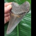 10,3 cm  dunkler blauer Zahn des Megalodon