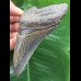 10,3 cm  dunkler blauer Zahn des Megalodon