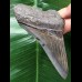 10,3 cm  dunkler blauer Zahn des Megalodon