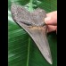 10,3 cm  dunkler blauer Zahn des Megalodon