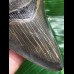 10,3 cm  dunkler blauer Zahn des Megalodon
